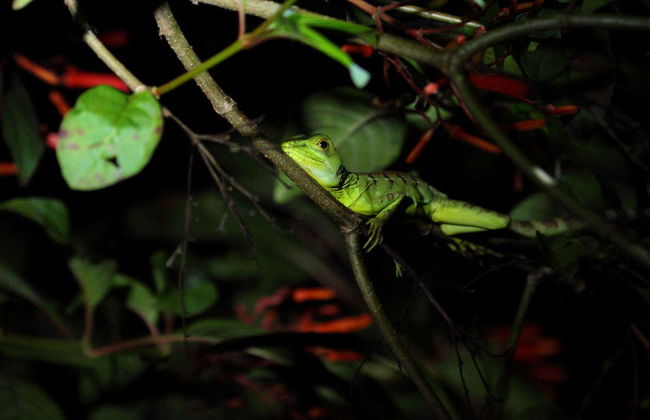 Night Hike in Frog Sanctuary - Photo 4