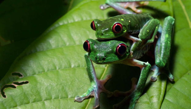 Rainette aux yeux rouges