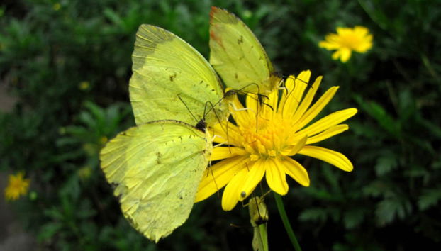 Botanical Garden of Quindío Visit - Foto 2