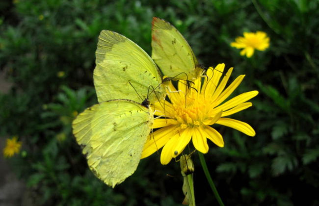 Botanical Garden of Quindío Visit - Foto 2