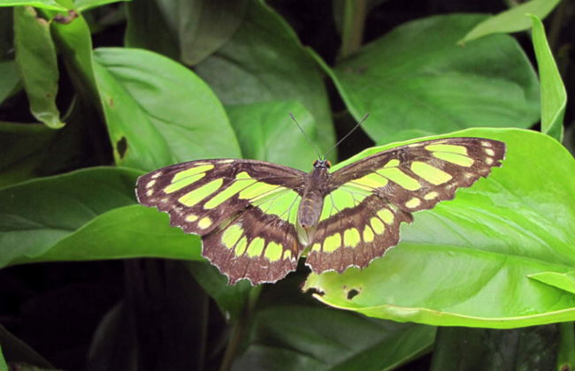 Botanical Garden of Quindío Visit - Foto 1