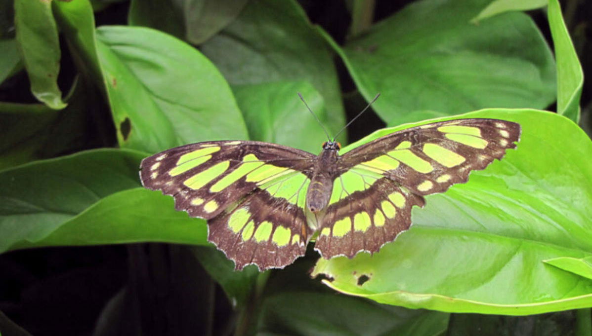 Botanical Garden of Quindío Visit - Foto 1