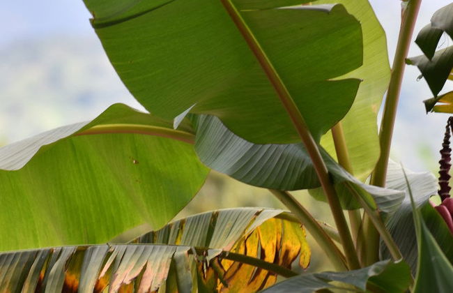 Excursión al Jardín Botánico del Quindío - Foto 4