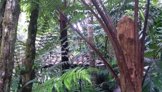 Botanical Garden of Quindío Visit - Foto 3