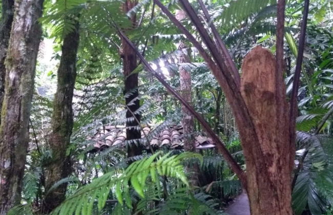 Botanical Garden of Quindío Visit - Foto 3