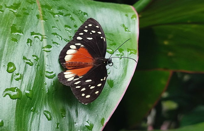 Excursión al Jardín Botánico del Quindío - Foto 2