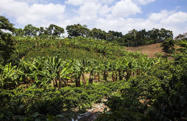 Visita à Hacienda Combia - Foto 7
