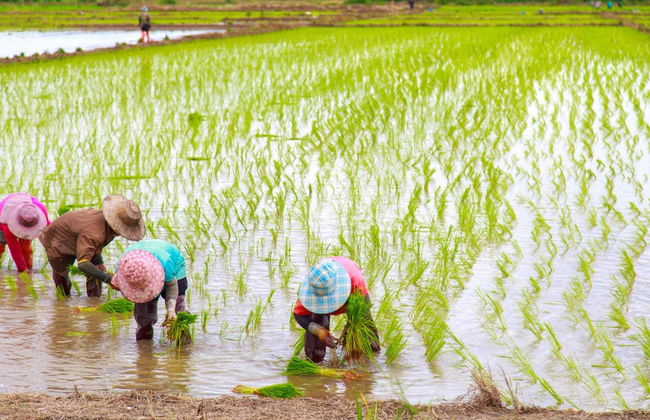 Tour de 5 días por lo mejor de Camboya - Foto 4