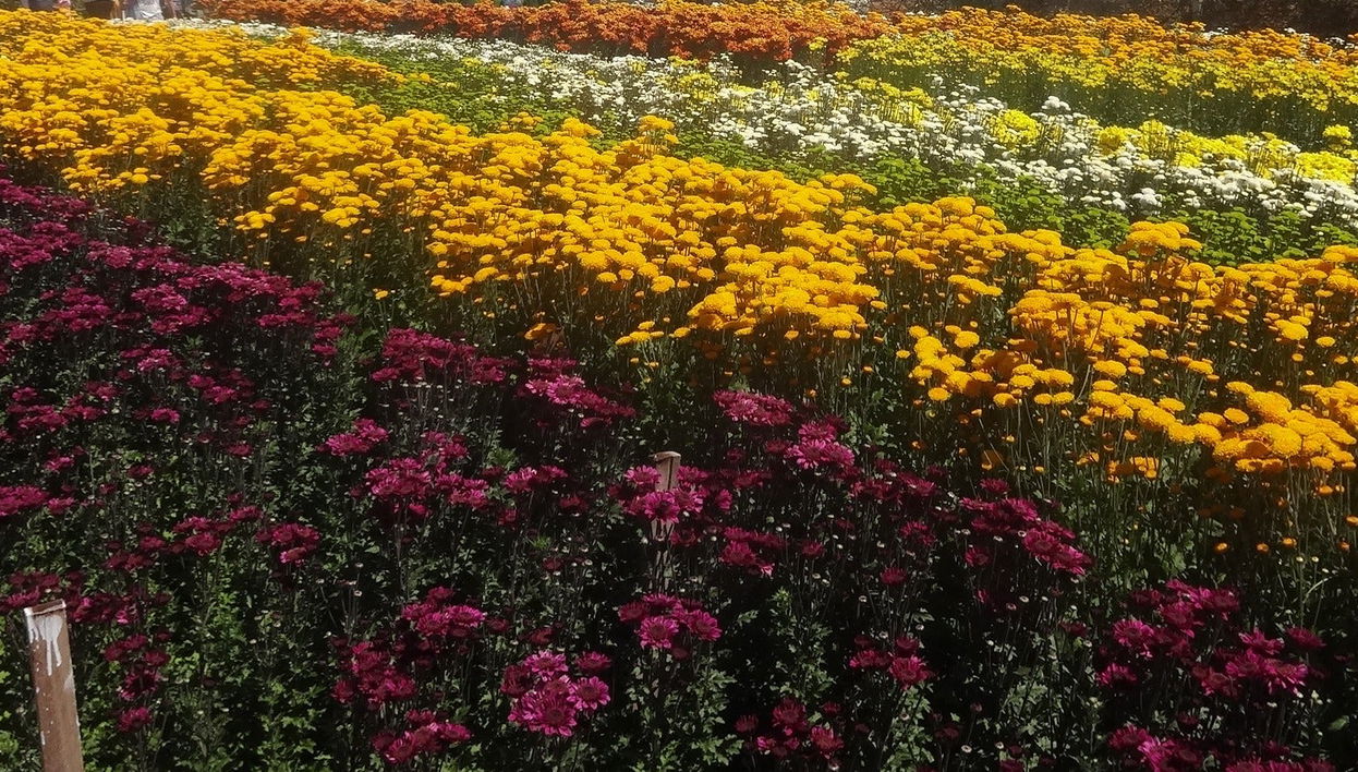 Excursão a Holambra