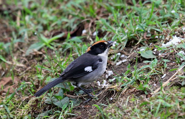 Birdwatching Activity in Tandayapa - Foto 4