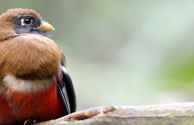Birdwatching Activity in Tandayapa - Foto 6