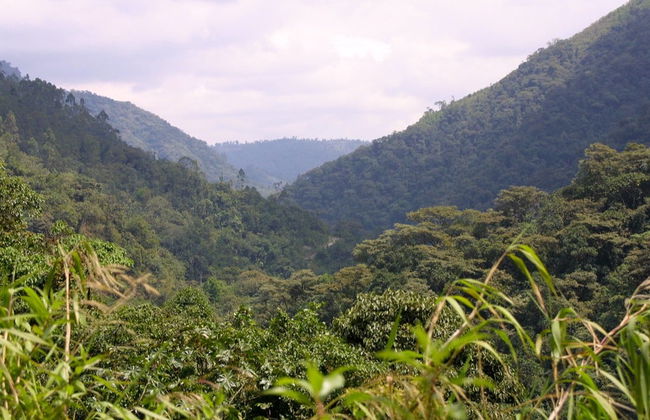 Birdwatching Activity in Tandayapa - Foto 5