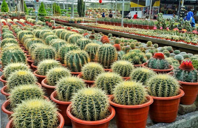 Excursion aux Cameron Highlands - Photo 2