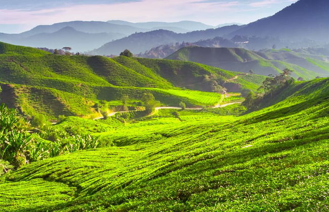 Excursion aux Cameron Highlands - Photo 7