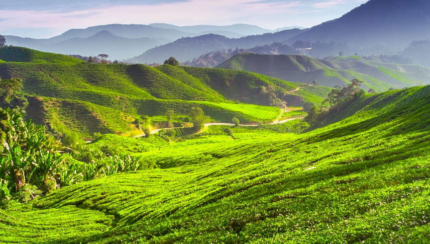 Escursione alle Cameron Highlands