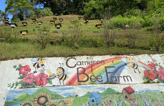 Excursion aux Cameron Highlands - Photo 5