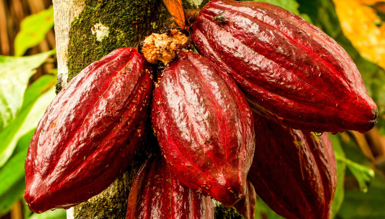Hacienda Cacao y Mango Chocolate Tour