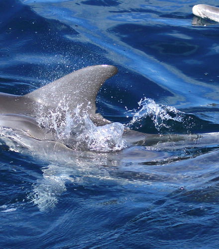 Foto - Avvistamento di delfini a Watamu + Snorkeling