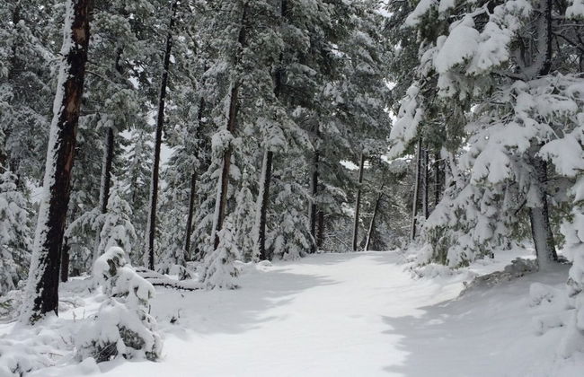 Rocky Mountains Snowshoe Tour - Photo 3
