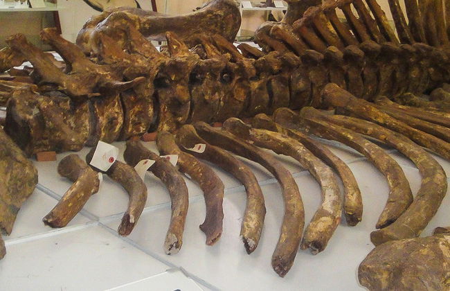 Musée Paléontologique et Archéologique + Vallée des Géants - Photo 5