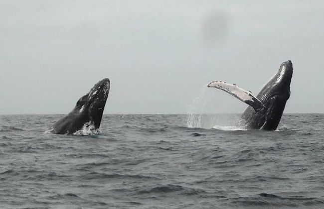 Excursão à ilha da Prata - Foto 4