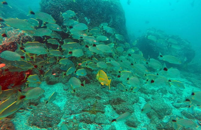 Plata Island Day Trip - Foto 6