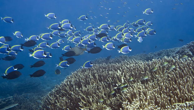 Snorkel con tortugas y mantarrayas - Foto 5
