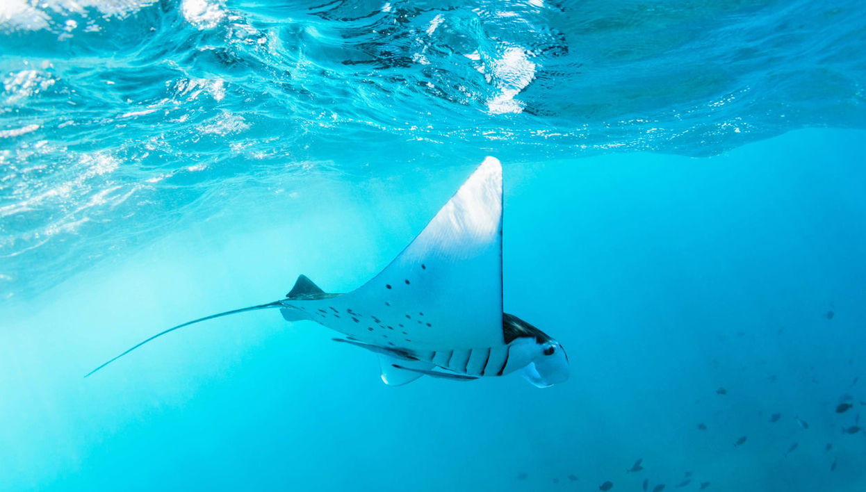 Snorkel con tortugas y mantarrayas - Foto 1