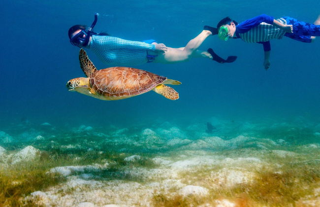 Snorkel con tortugas y mantarrayas - Foto 4