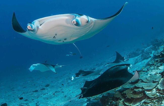 Bautismo de buceo en Addu - Foto 3