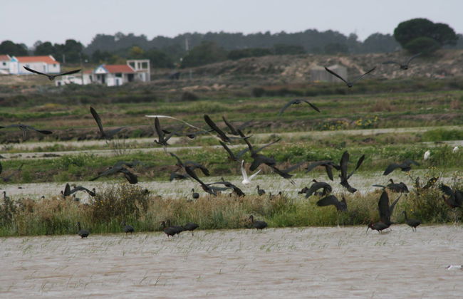 Avistamiento de aves en el Estuario del Sado - Foto 5