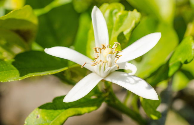 Tour di un aranceto a Carcaixent - Foto 7