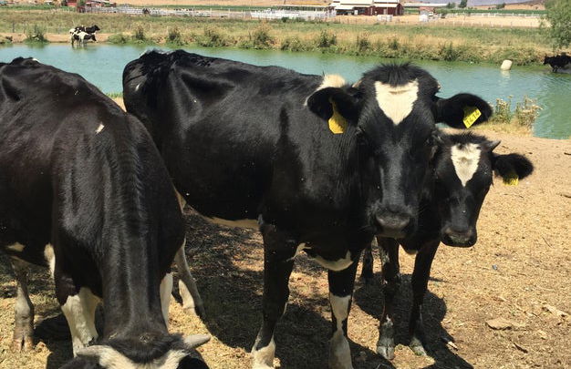 Degustação de vinho e queijo em Valle de Ojos Negros - Foto 6