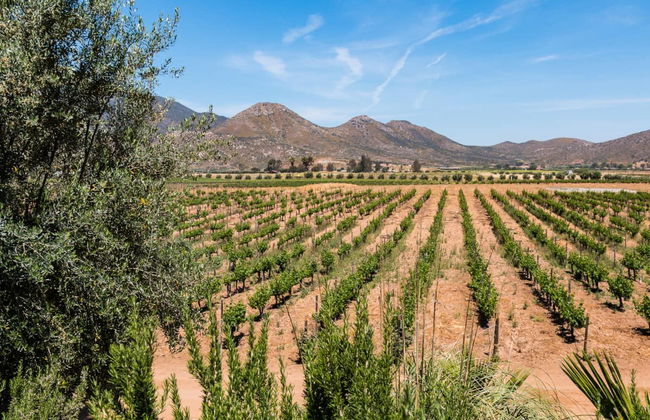Dégustation de vin et de fromage dans la vallée de Ojos Negros - Photo 1