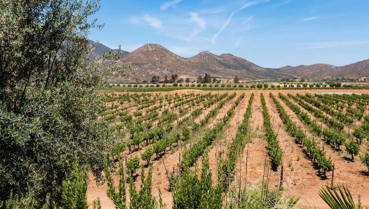 Dégustation de vin et de fromage dans la vallée de Ojos Negros - Photo 1