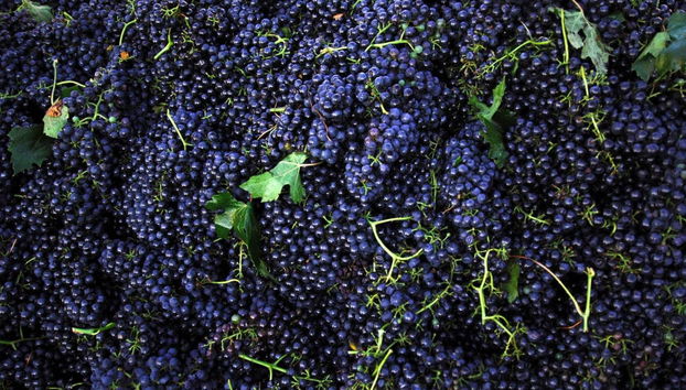 Visite d'une cave à lambrusco - Photo 2