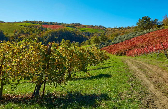 Tour di una cantina di Lambrusco - Foto 1