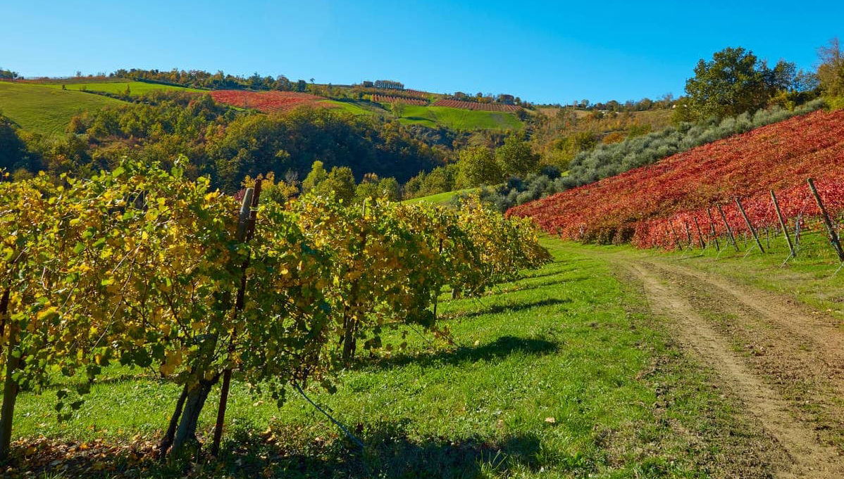 Visite d'une cave à lambrusco - Photo 1