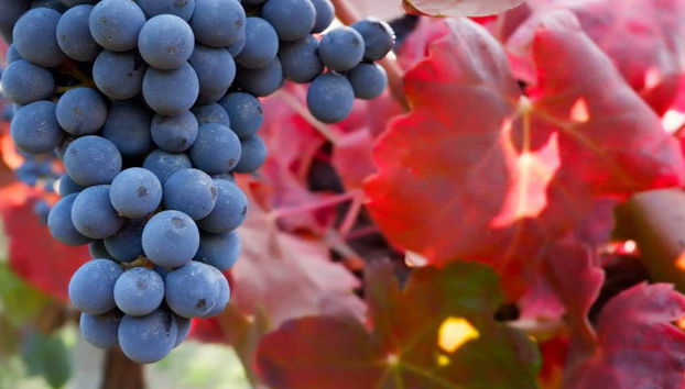 Visite d'une cave à lambrusco - Photo 5