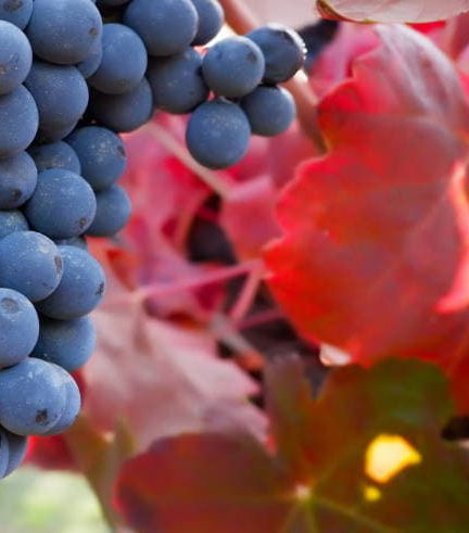 Foto de Visita a una bodega de lambrusco