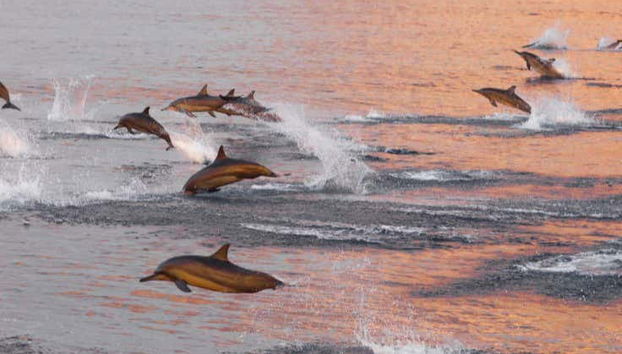 Sunset Cruise & Snorkelling Experience - Photo 4