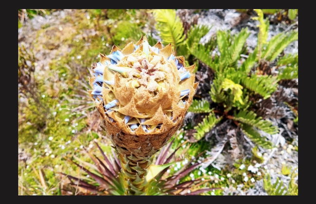Excursión al Páramo de Sumapaz - Foto 3