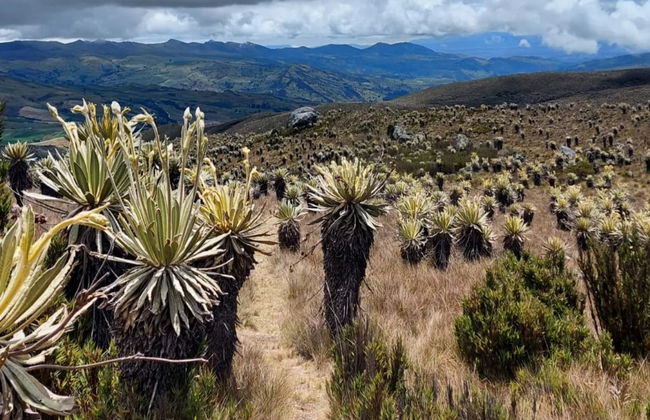 Excursión al Páramo de Sumapaz - Foto 6