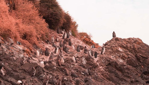 Chacao, Ancud & the Beaches of Chiloé Trip - Foto 5