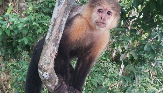 Excursión a Isla Monos y Gamboa Rainforest Resort - Foto 2