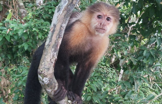 Passeio de barco pelo lago Gatún e Ilha dos Macacos - Foto 2
