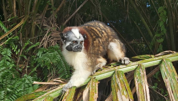 Excursión a Isla Monos y Gamboa Rainforest Resort - Foto 3