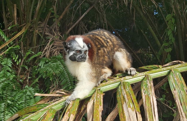 Passeio de barco pelo lago Gatún e Ilha dos Macacos - Foto 3