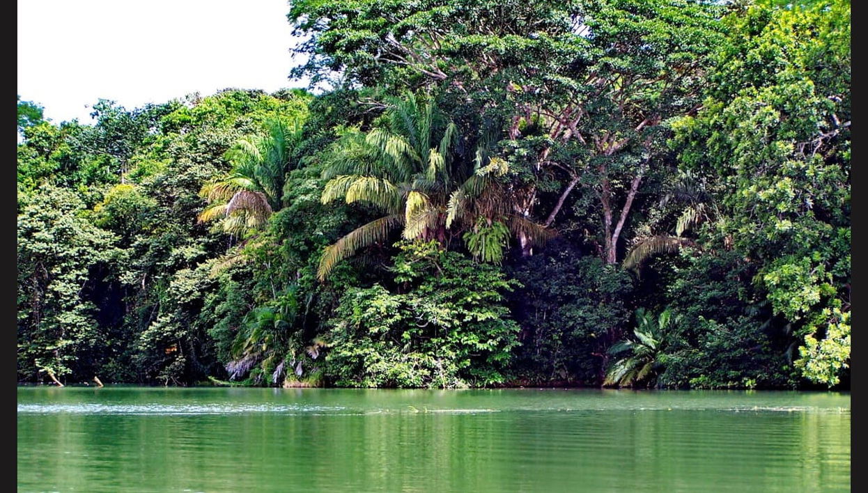 Gatun Lake & Monkey Island Boat Ride - Foto 1