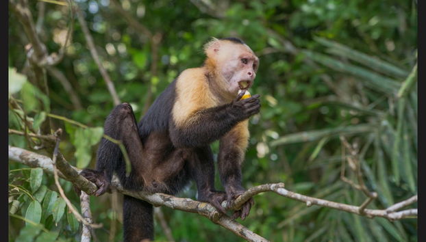 Gatun Lake & Monkey Island Boat Ride - Foto 2